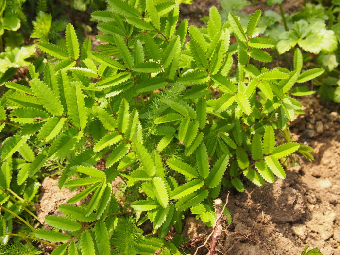 P5282734a.jpg