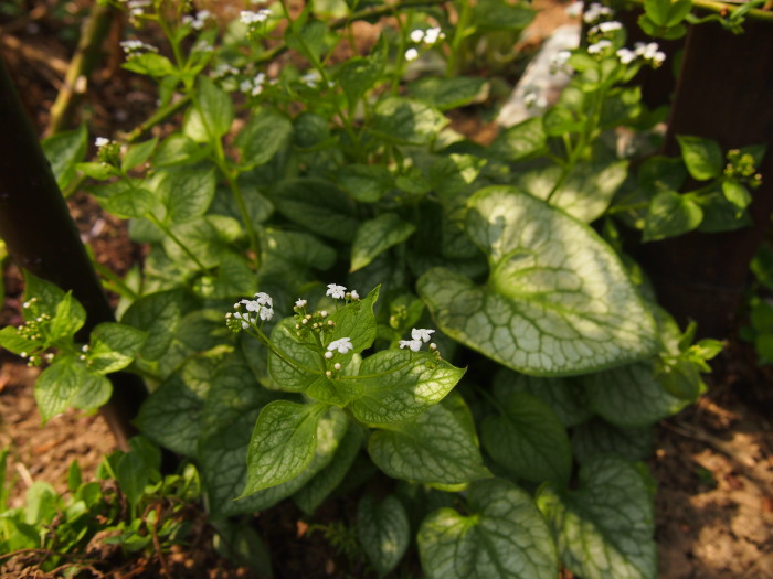 P5282748a.jpg
