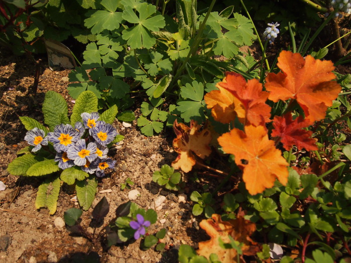 P5282759a.jpg