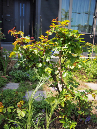 P5300746.jpg