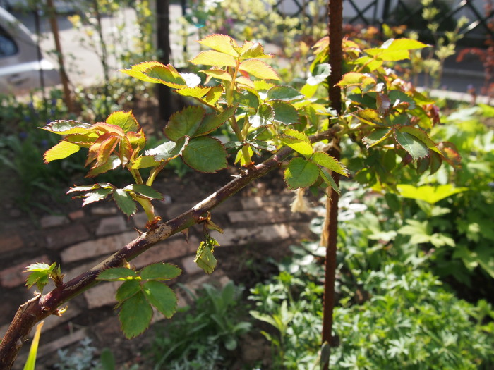 P5312779.jpg
