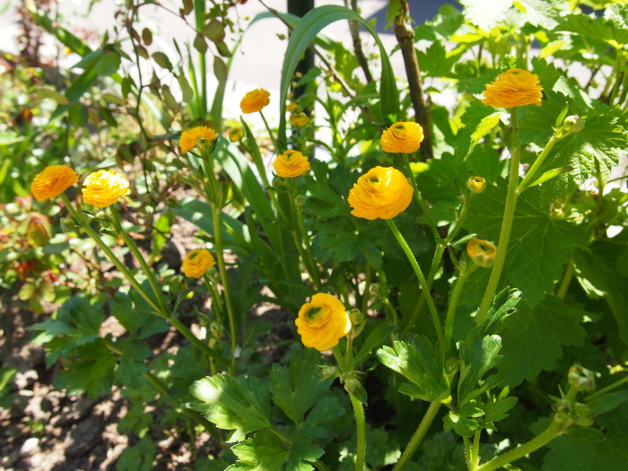 P6042826a.jpg