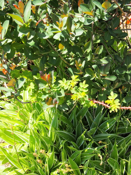 P6042849a.jpg