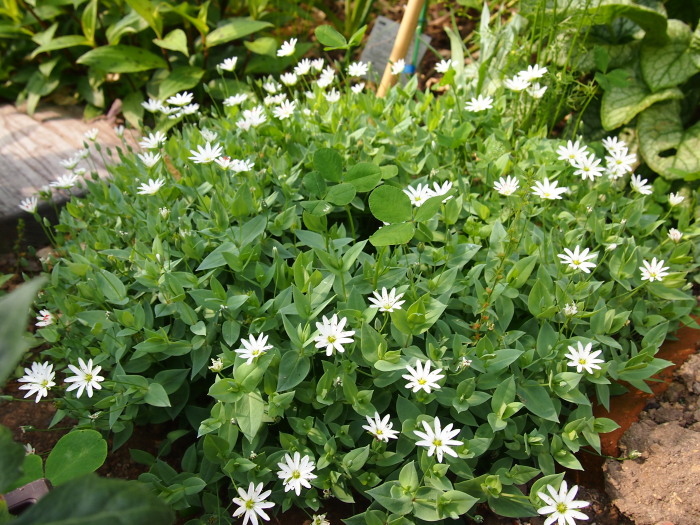 P7010943D.jpg