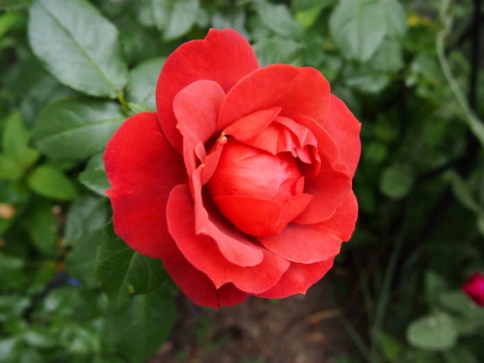 P7041080D.jpg