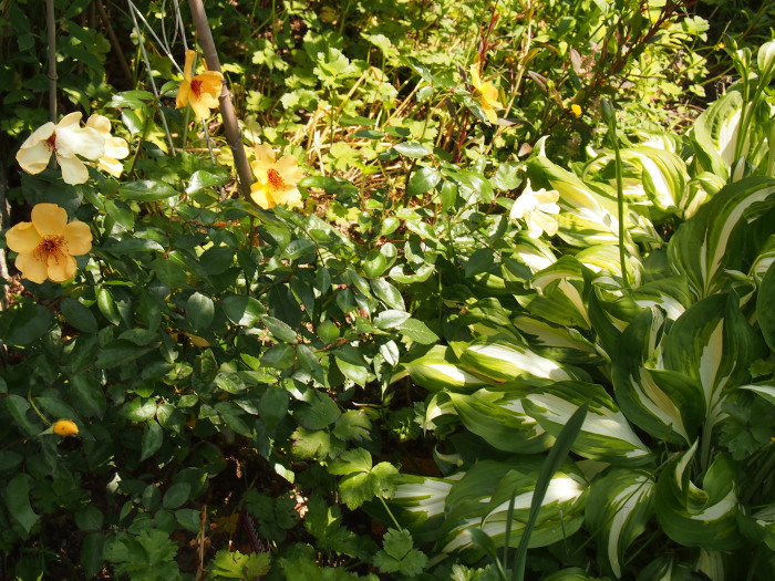 P711126920120711.jpg