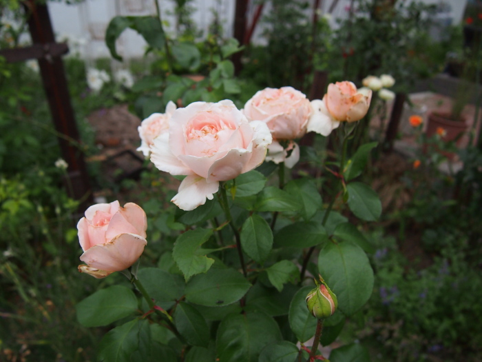 P7211365.jpg