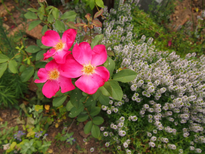 P730139220120730.jpg