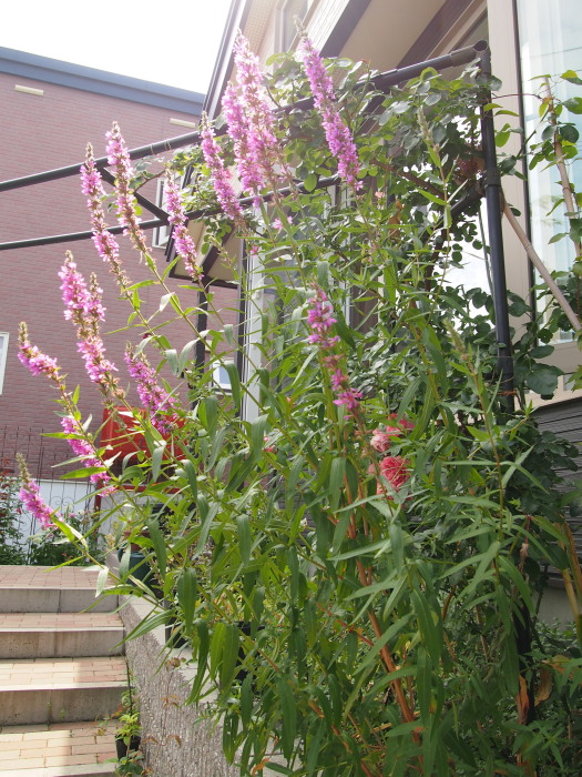 P730140620120730.jpg