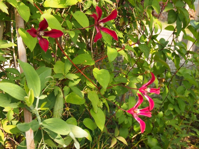 P730141020120730a.jpg