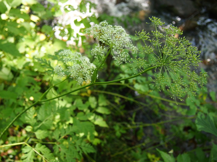 P821169420120821.jpg