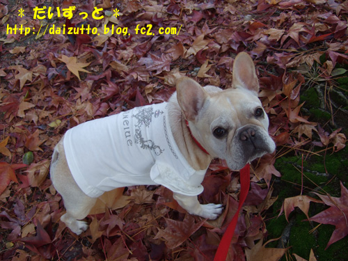20121127d