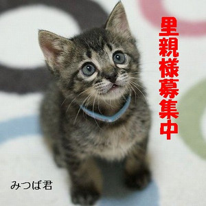 みつば君