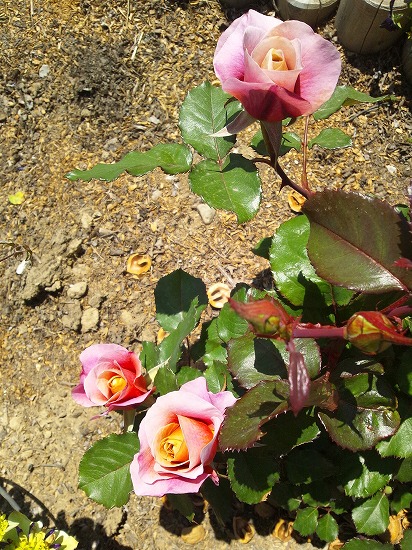 DSC_1150.jpg