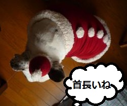 サンタ帽子