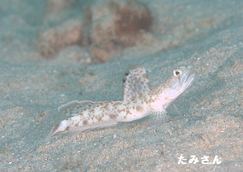 鬼はぜ