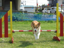 $十勝のコーギーハナファミリー