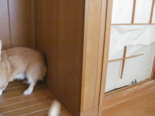 $十勝のコーギーハナファミリー