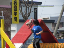 $十勝のコーギーハナファミリー