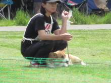 $十勝のコーギーハナファミリー