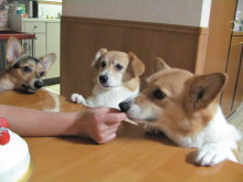 $十勝のコーギーハナファミリー