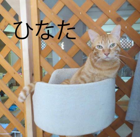 ひなた