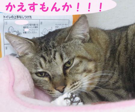 おっさん居座る