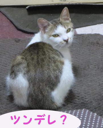 ツンデレ