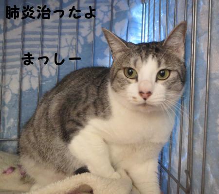 まっしー