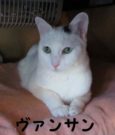 ヴァンサンさま