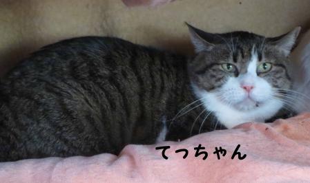 てっちゃん