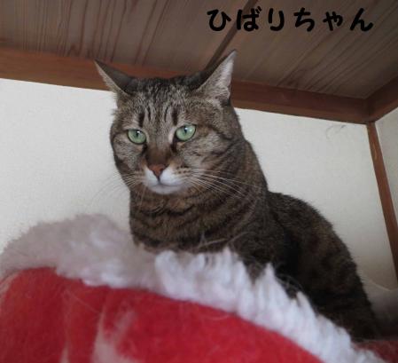 ひばりさん