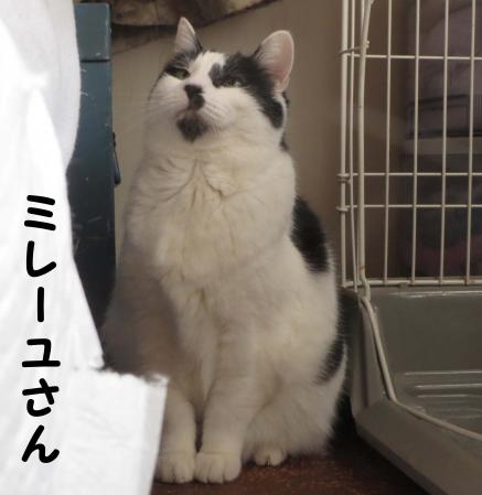 ミレーユさん