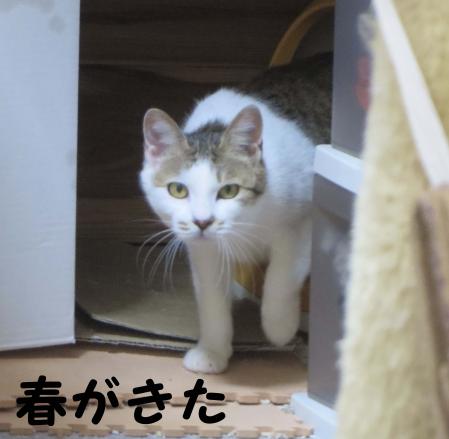 春
