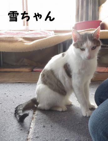 雪ちゃん