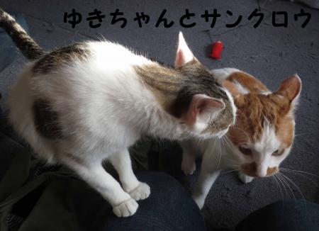 雪ちゃんとサンクロウ