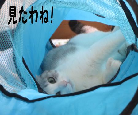 みたわね　