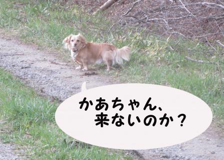 おっさん犬