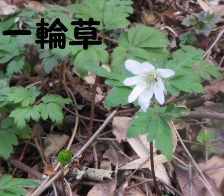一輪そう