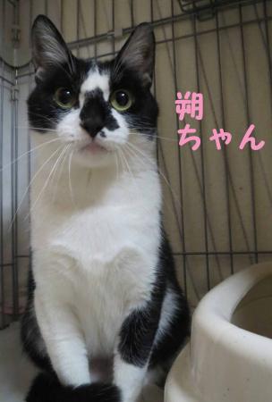 朔
