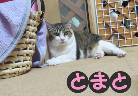 トマト