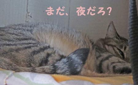 おっさん猫