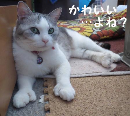 かわいいありす
