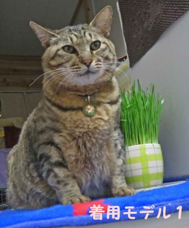 おっさん猫もかわいらしく