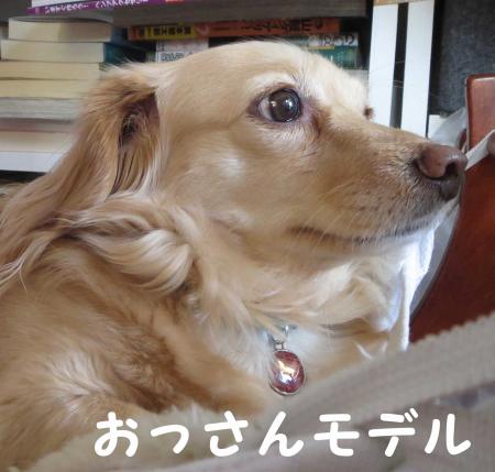 犬はそれなりに・・・