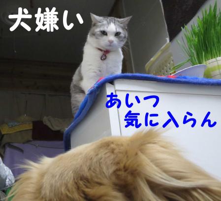ありすと犬の微妙な関係