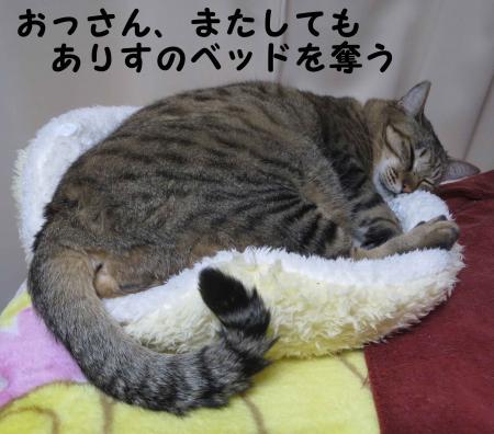ベッドを奪うおっさん猫