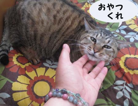 部屋とおっさん猫と私