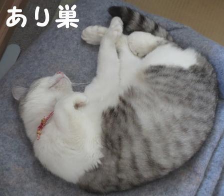あり巣