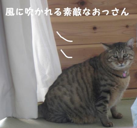 風に吹かれて‐いーきていーくのさ